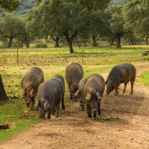 jambons et épaules ibériques - iberico-export-cochon-iberique-andalousie-article-1