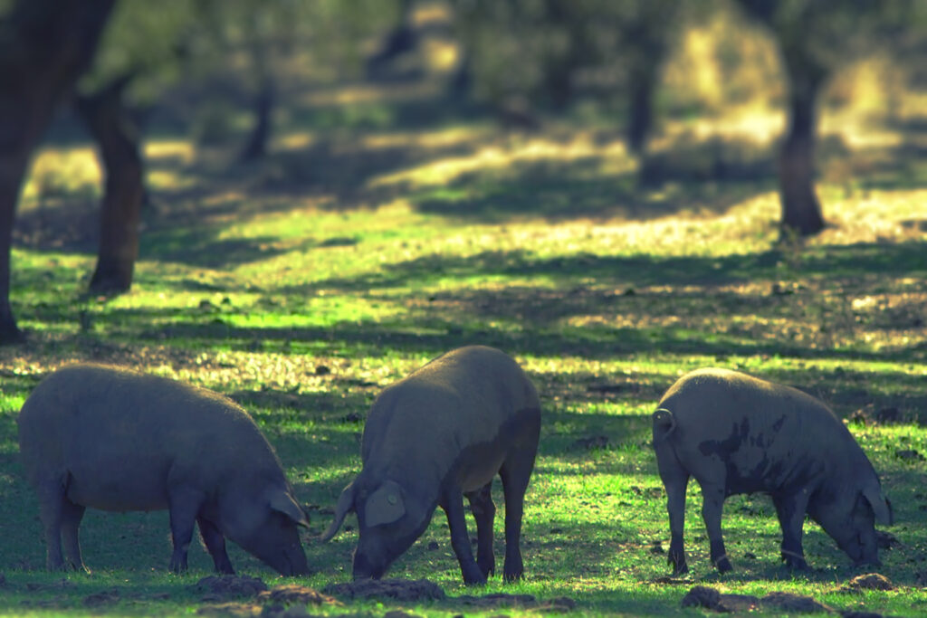 Comparatif des prix au kilo du Pata Negra : Comment distinguer les bonnes affaires 4 321